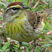 Palm Warbler