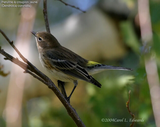 Myrtle Warbler