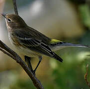 Myrtle Warbler