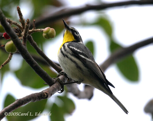 Yellow-throated Warbler