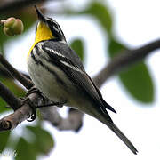 Yellow-throated Warbler