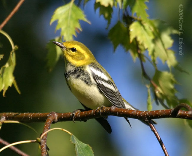 Black-throated Green Warbler