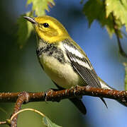 Black-throated Green Warbler