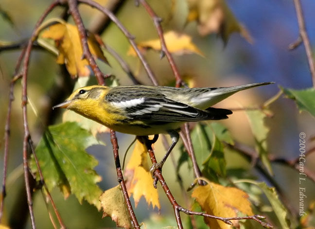 Blackburnian Warbler