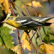 Blackburnian Warbler