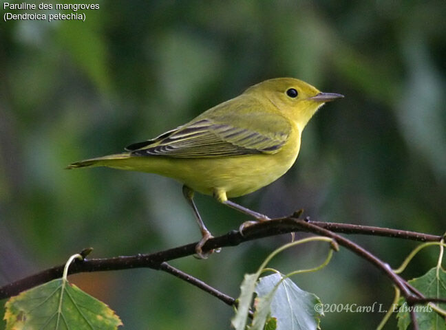 Mangrove Warbler