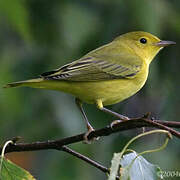 Mangrove Warbler