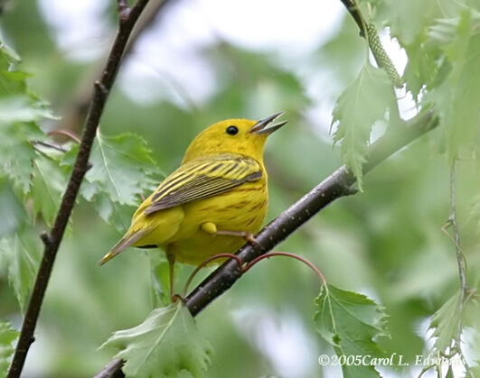 Mangrove Warbler