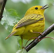 Mangrove Warbler