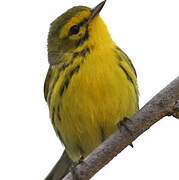 Prairie Warbler