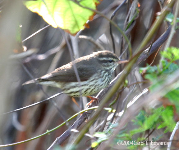 Northern Waterthrush