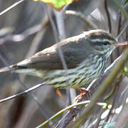 Northern Waterthrush