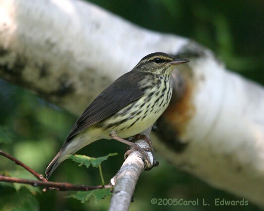 Northern Waterthrush