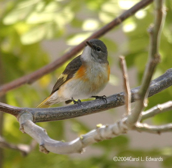 American Redstart