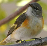 American Redstart