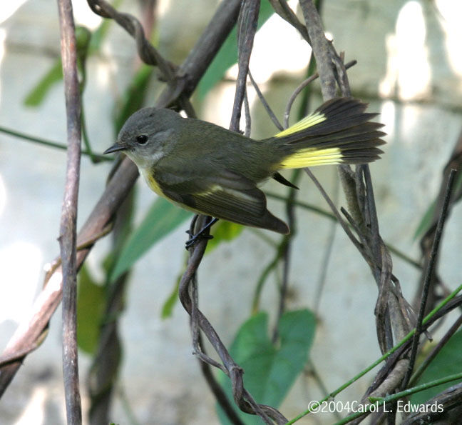 American Redstart