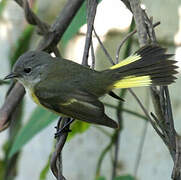 American Redstart