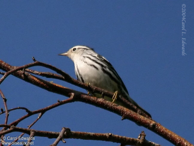 Paruline noir et blanc