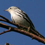 Black-and-white Warbler