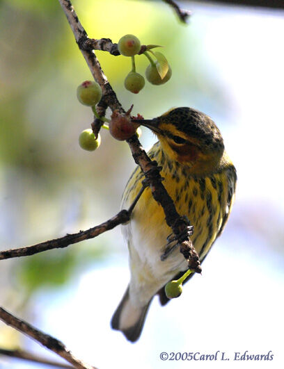 Cape May Warbler