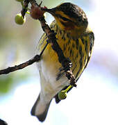 Cape May Warbler