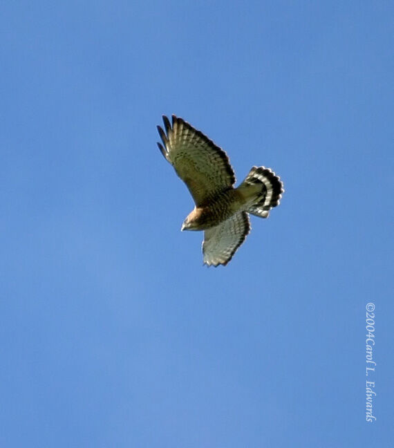 Broad-winged Hawk