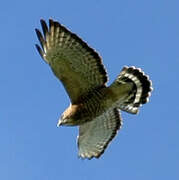 Broad-winged Hawk