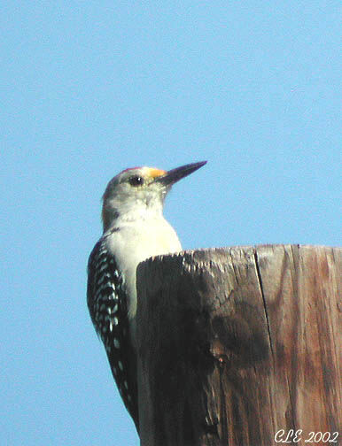 Golden-fronted Woodpecker