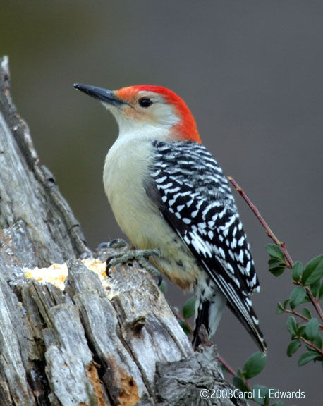 Red-bellied Woodpecker