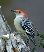 Red-bellied Woodpecker