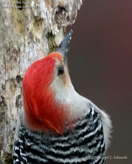 Red-bellied Woodpecker