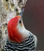 Red-bellied Woodpecker