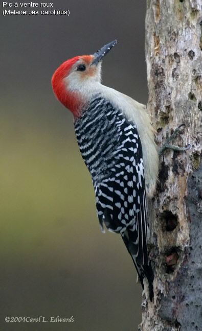 Red-bellied Woodpecker