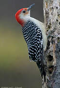 Red-bellied Woodpecker