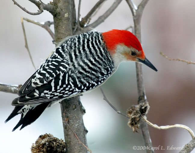 Red-bellied Woodpecker