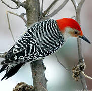 Red-bellied Woodpecker