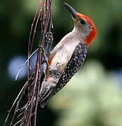 Red-bellied Woodpecker