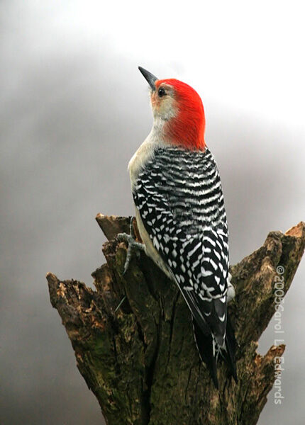Red-bellied Woodpecker