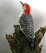 Red-bellied Woodpecker