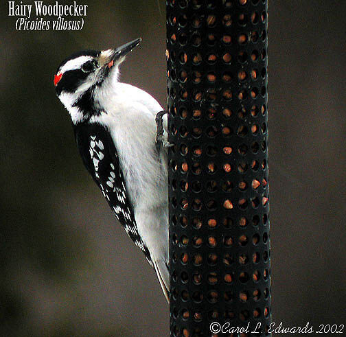 Hairy Woodpecker