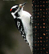 Hairy Woodpecker