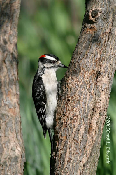 Hairy Woodpecker