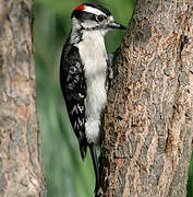 Hairy Woodpecker