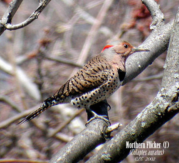 Northern Flicker