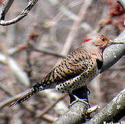 Northern Flicker