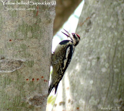 Yellow-bellied Sapsucker