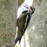 Yellow-bellied Sapsucker