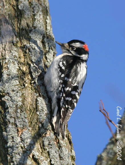 Downy Woodpecker