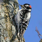 Downy Woodpecker