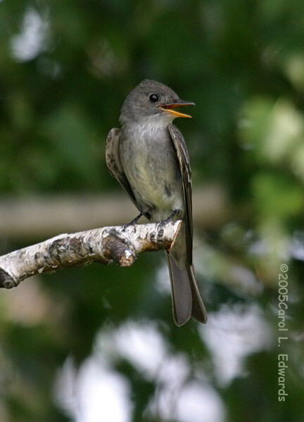 Eastern Wood Pewee